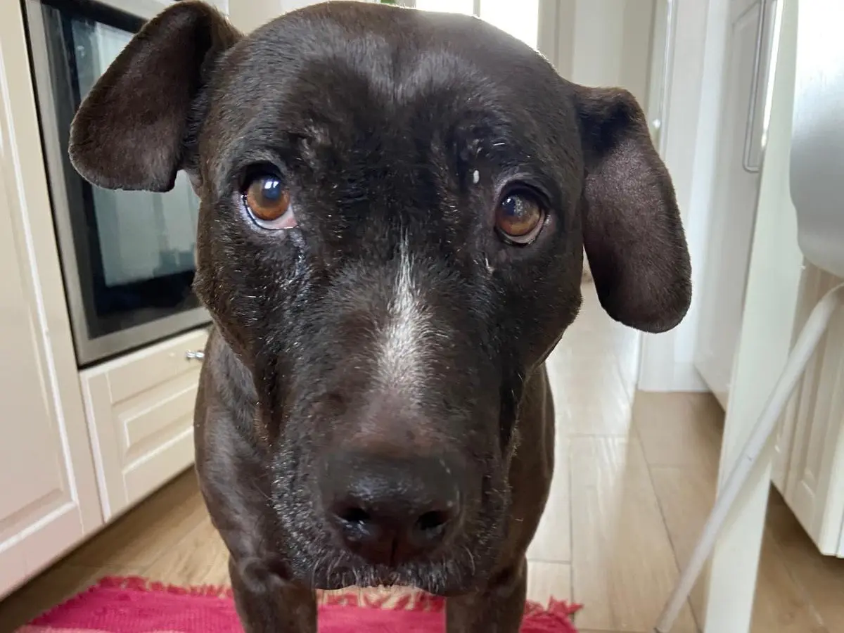 Adozione cane, femmina, Pitbull Razza sconosciuta, 11 anni e 5 mesi, taglia grande, Milano