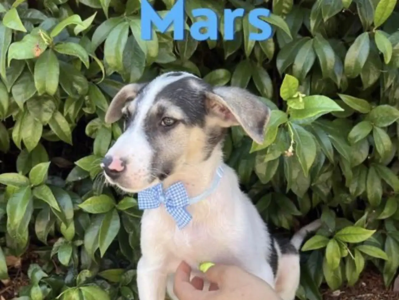 Adozione cane, maschio, Razza sconosciuta Razza sconosciuta, 6 mesi, taglia media, Bari