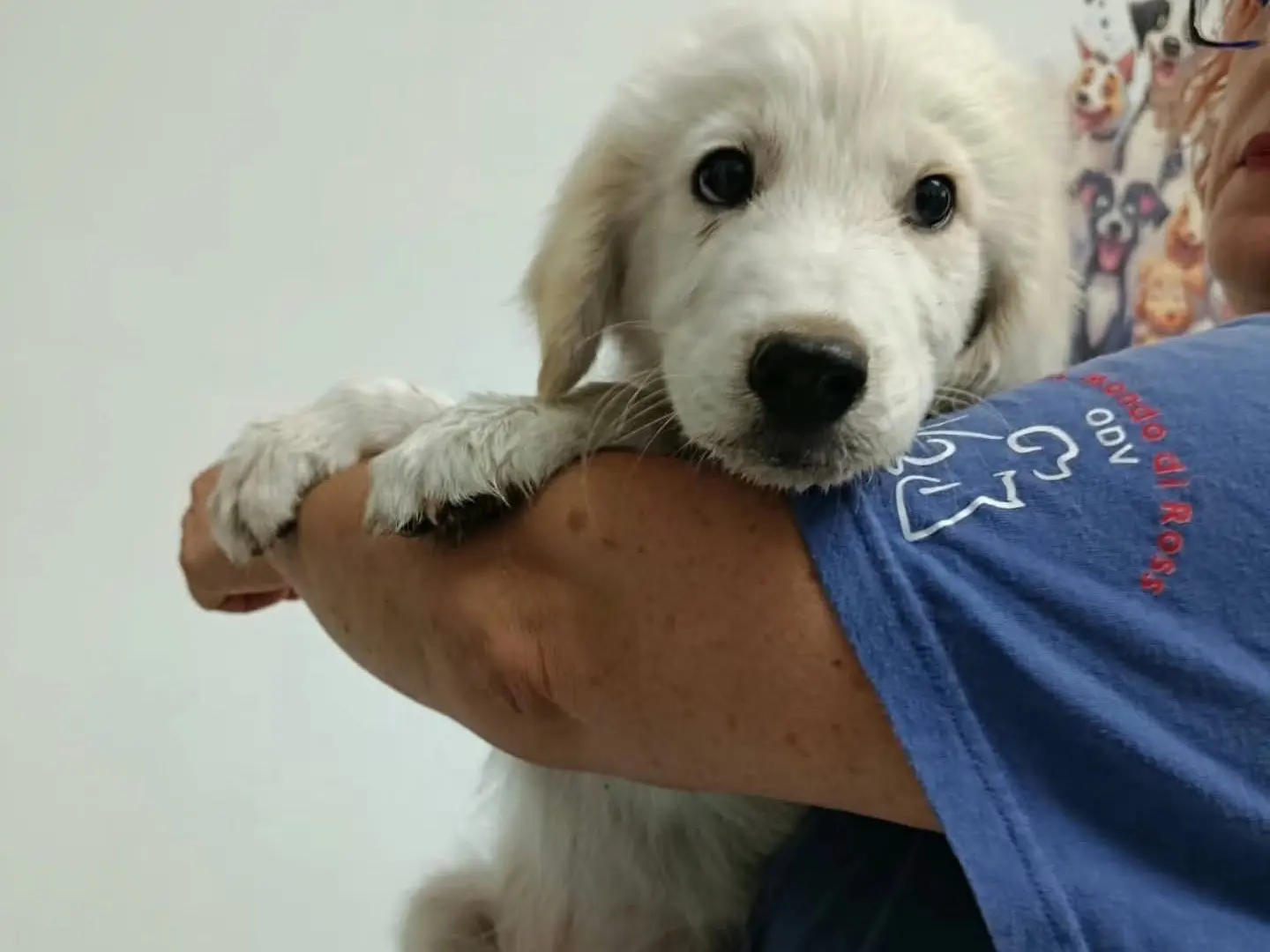 Adotta il cane Leone a Milano