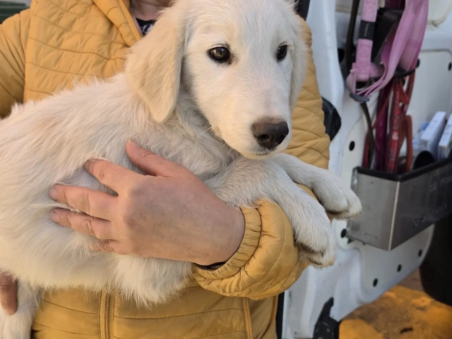 Adozione cane, maschio, Pastore maremmano Razza sconosciuta, 4 mesi, taglia grande, Milano