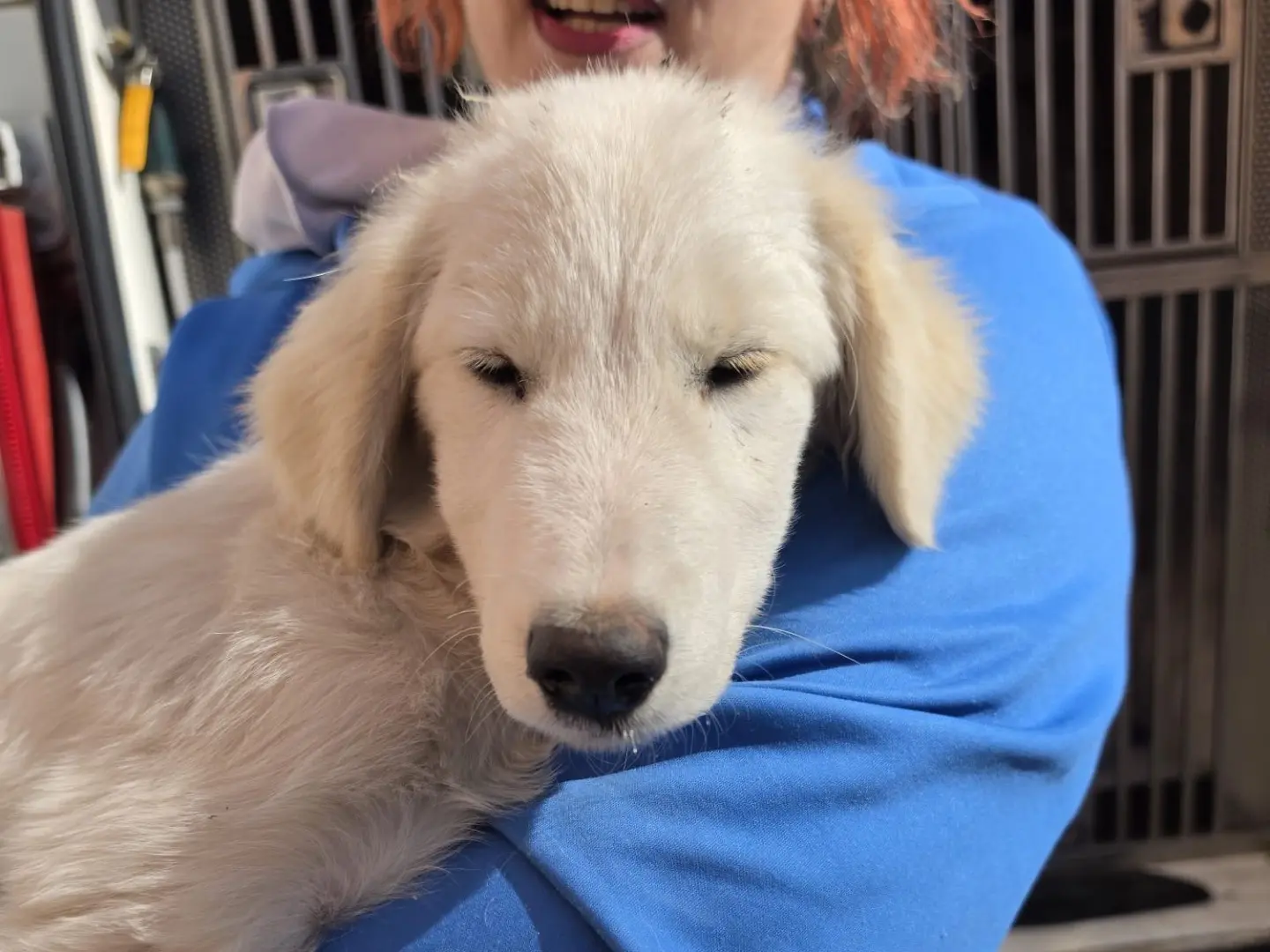 Adotta un cane, maschio, 4 mesi, Milano