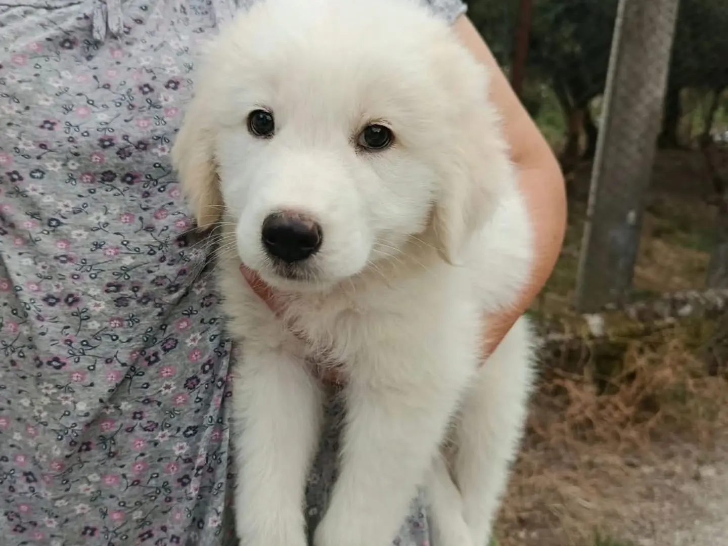 Adotta un cane, taglia grande, maschio, Milano
