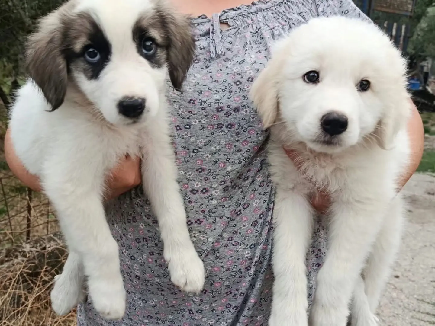Vuoi adottare un cane a Milano?