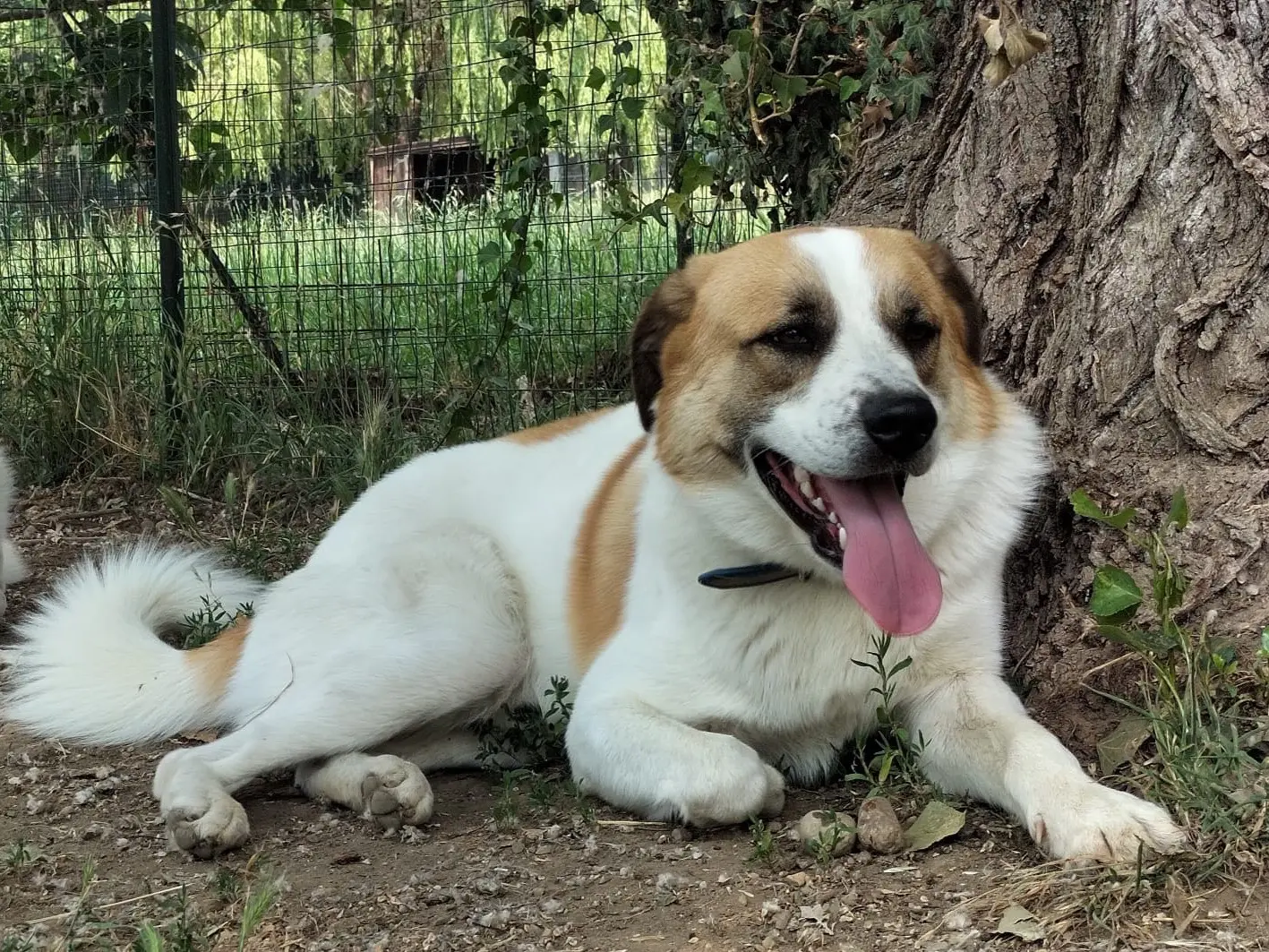 Adozione cane, maschio, Razza sconosciuta Razza sconosciuta, 5 anni e 6 mesi, taglia media, Bergamo