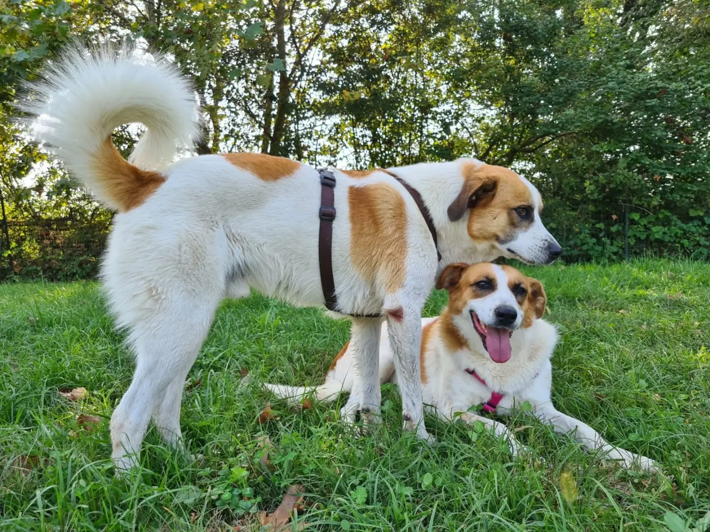 Adotta un cane, maschio, 5 anni e 6 mesi, Bergamo