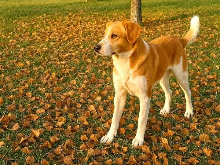 Adotta un cane, taglia grande, maschio, Brescia