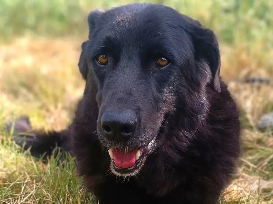 Vuoi adottare un cane a Lodi?