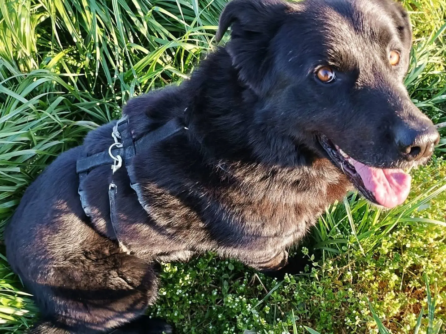 Adotta il cane Connor a Lodi
