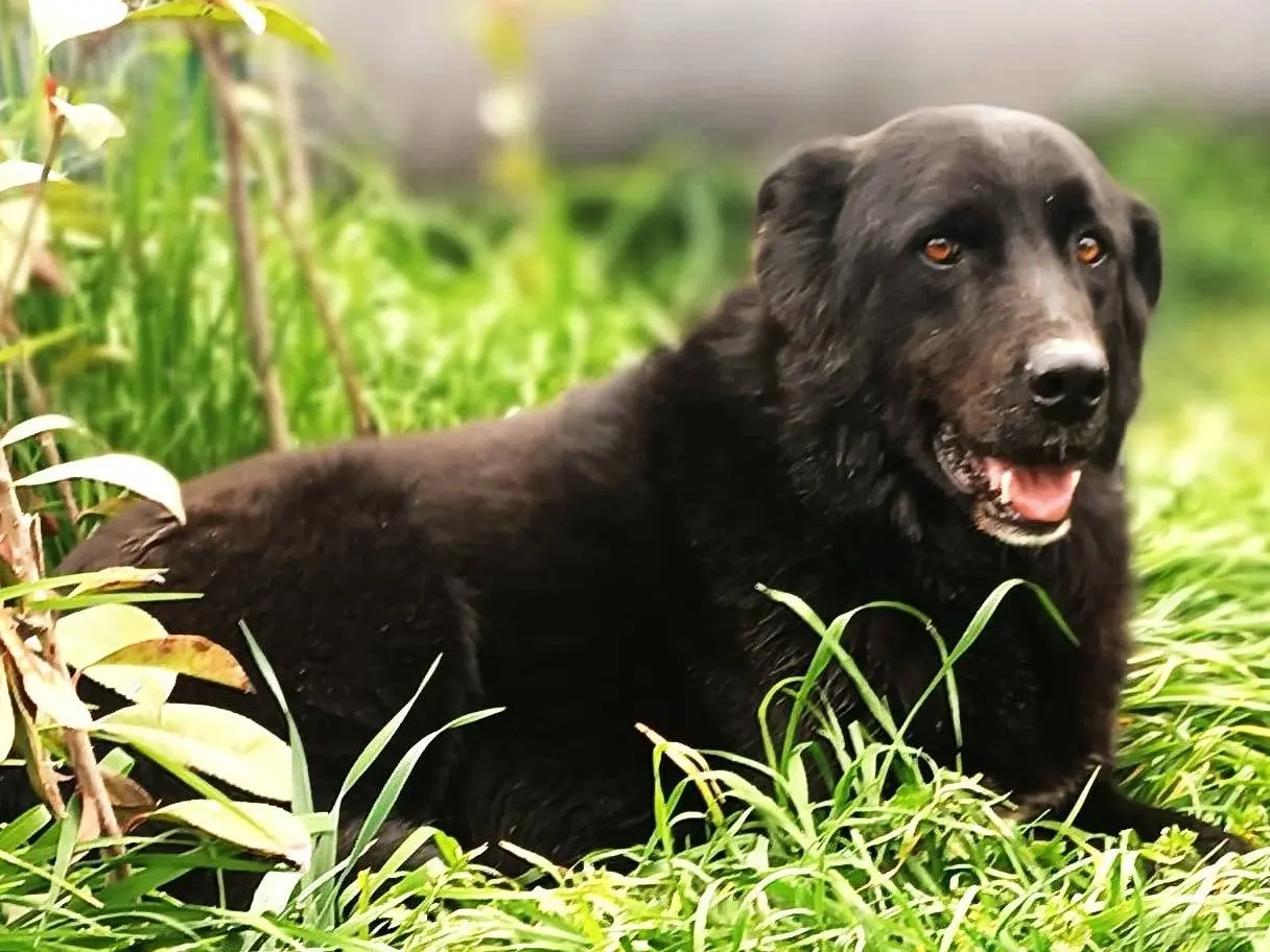 Adozione cane, maschio, Razza sconosciuta Razza sconosciuta, 7 anni e 9 mesi, taglia media, Lodi