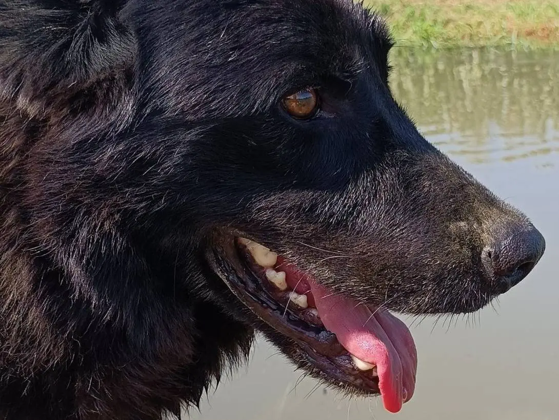 Adotta un cane, maschio, 7 anni e 9 mesi, Lodi