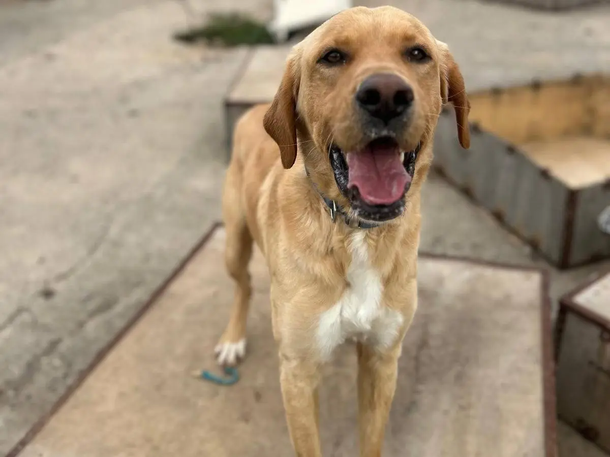 Adotta il cane Milo a Trapani