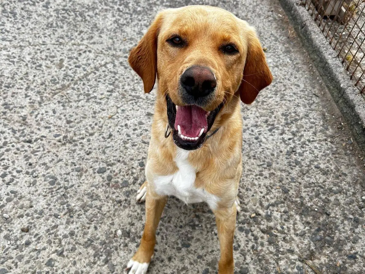 Adozione cane, maschio, Labrador Retriever Razza sconosciuta, 2 anni e 8 mesi, taglia media, Trapani
