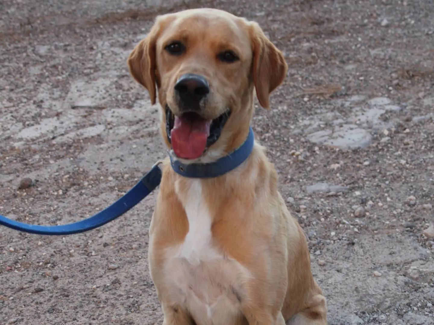 Adotta un cane, maschio, 2 anni e 8 mesi, Trapani