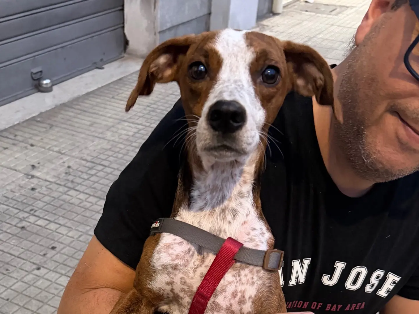 Adozione cane, femmina, Razza sconosciuta Razza sconosciuta, 2 anni e 5 mesi, taglia piccola, Messina