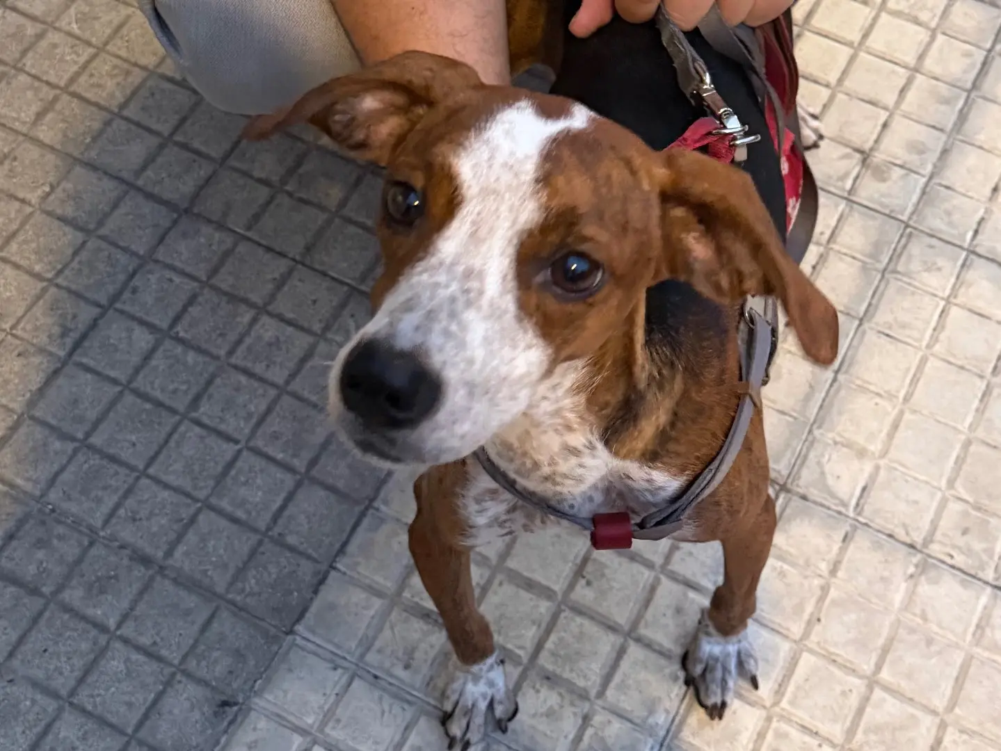 Adotta un cane, femmina, 2 anni e 5 mesi, Messina
