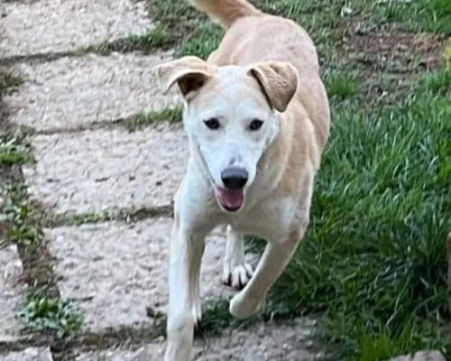 Adotta un cane, taglia media, femmina, Brescia