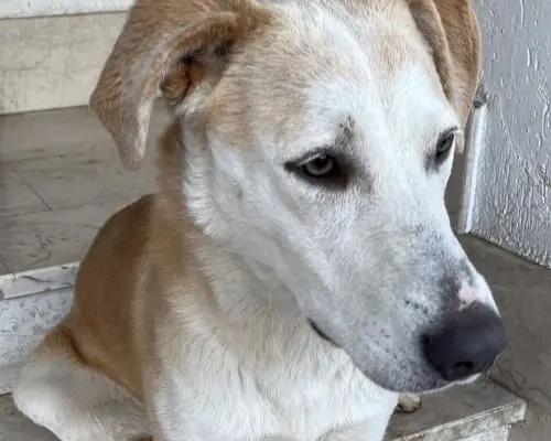Vuoi adottare un cane a Brescia?