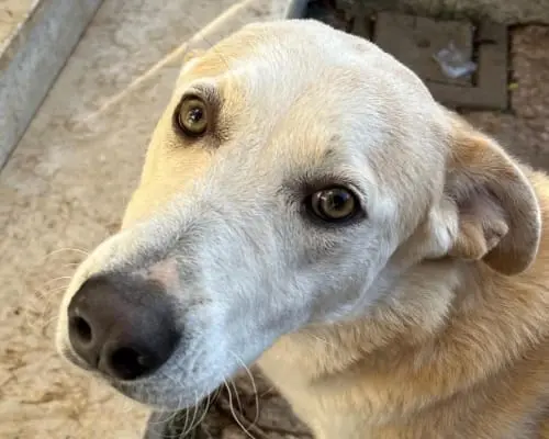Adozione cane, femmina, meticcio, 5 anni e 9 mesi, taglia media, Brescia