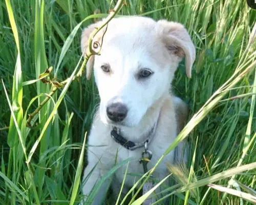 Adotta un cane, femmina, 5 anni e 9 mesi, Brescia