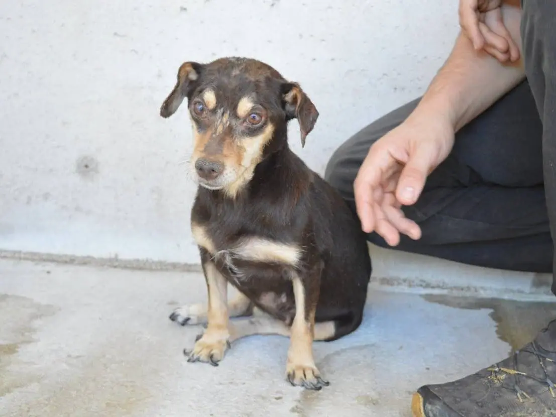 Adotta un cane, femmina, 12 anni e 9 mesi, Roma