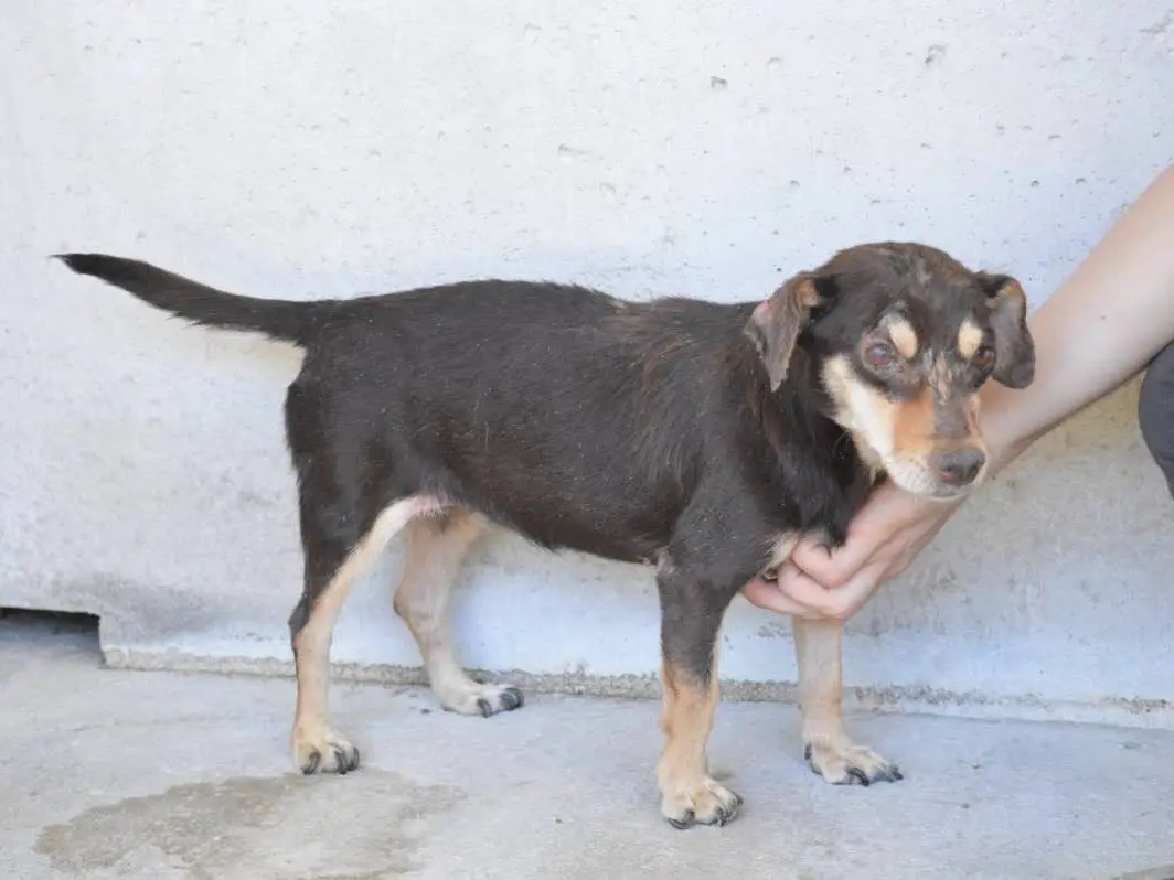 Adotta un cane, taglia piccola, femmina, Roma