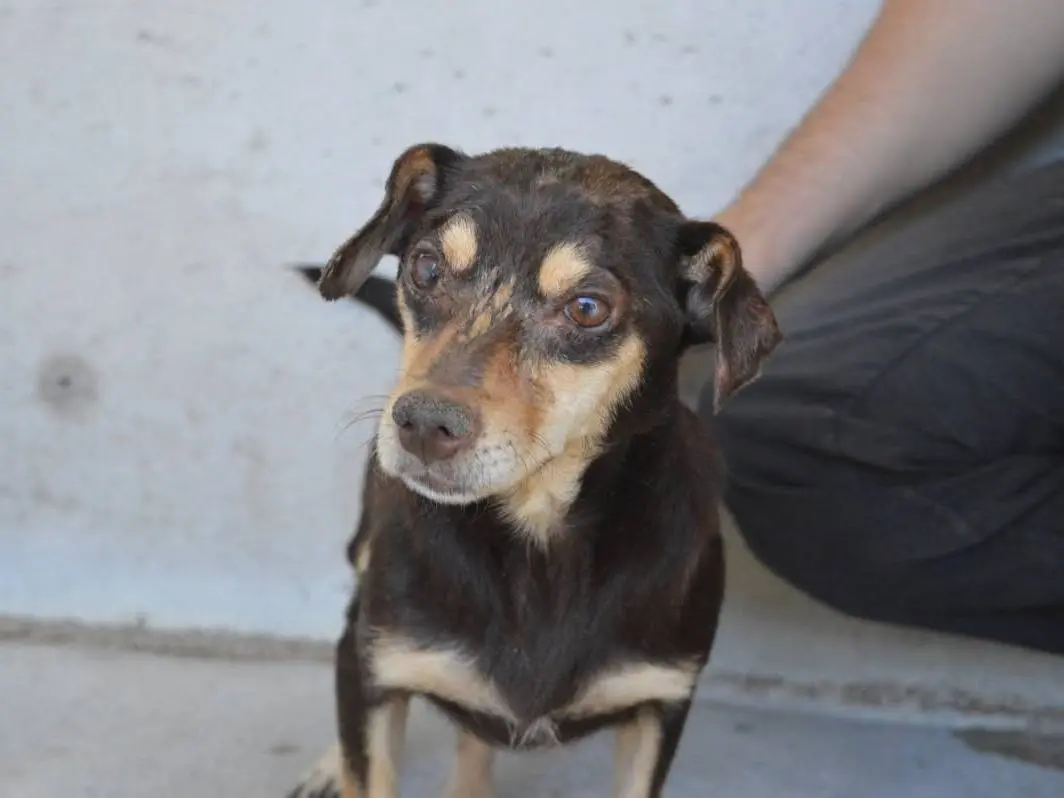 Adozione cane, femmina, Razza sconosciuta Razza sconosciuta, 12 anni e 9 mesi, taglia piccola, Roma
