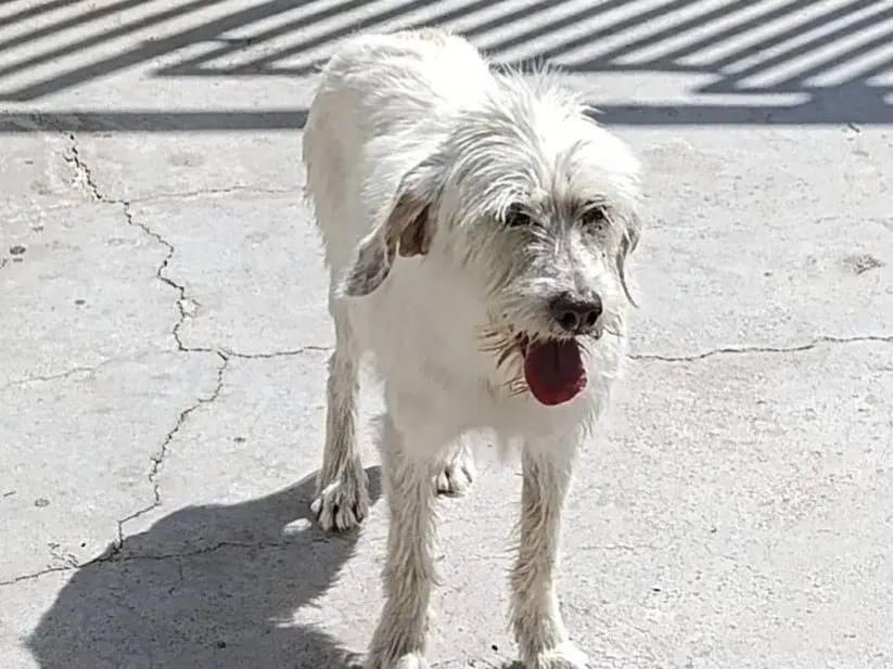 Adozione cane, femmina, Razza sconosciuta Razza sconosciuta, 11 anni e 3 mesi, taglia media contenuta, Crotone