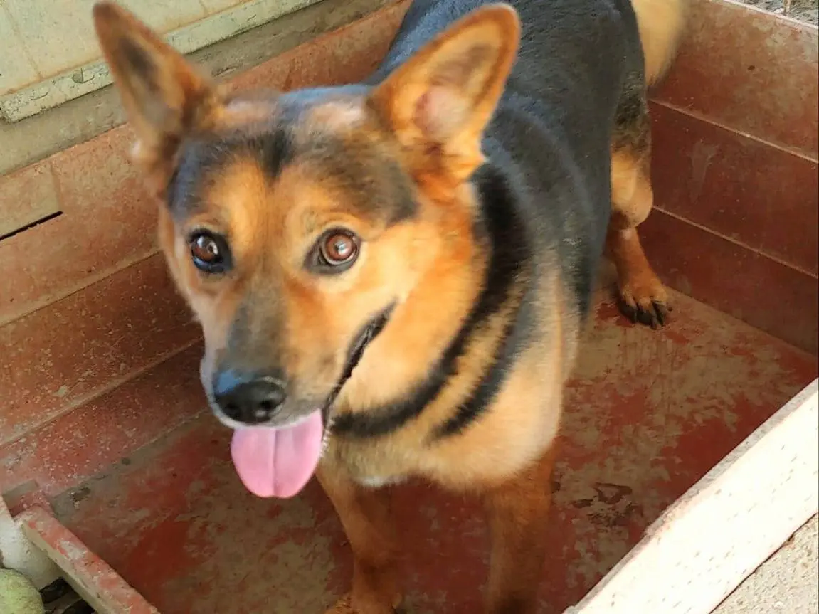 Adotta un cane, maschio, 12 anni e 9 mesi, Messina