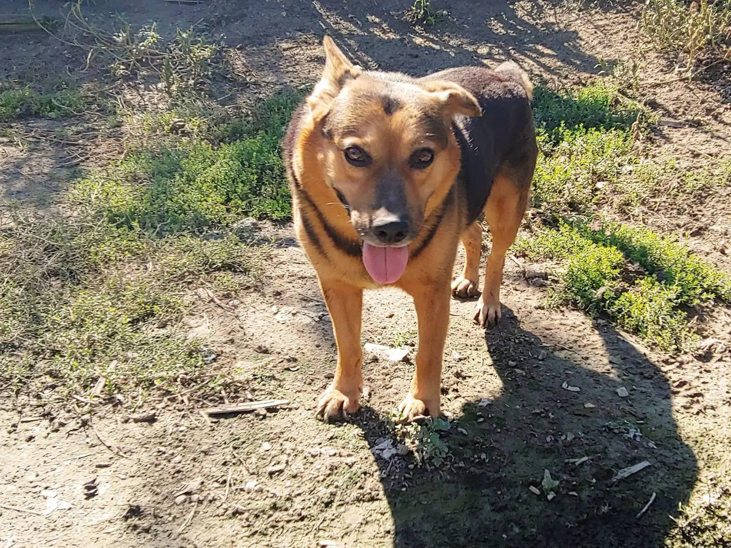 Adozione cane, maschio, Pastore tedesco, 12 anni e 9 mesi, taglia media, Messina