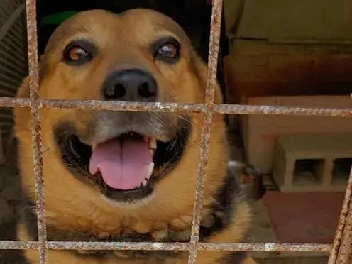 Adotta il cane Morgan a Messina