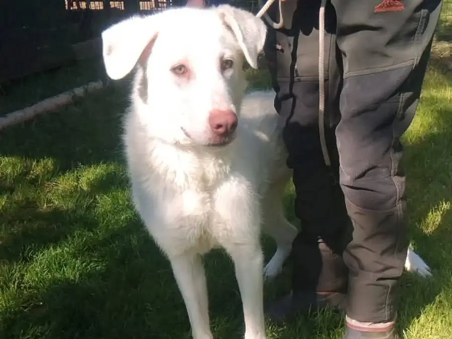 Adotta un cane, femmina, 3 anni e 8 mesi, Viterbo