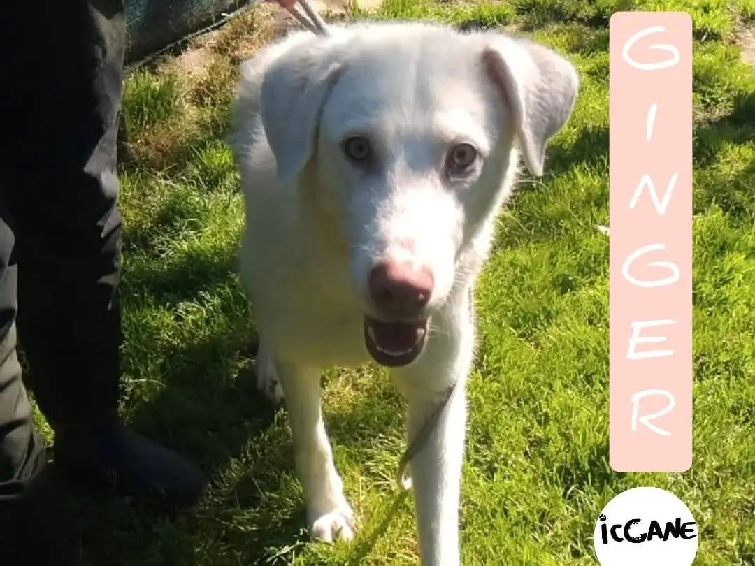Adozione cane, femmina, Razza sconosciuta Razza sconosciuta, 3 anni e 8 mesi, taglia media, Viterbo