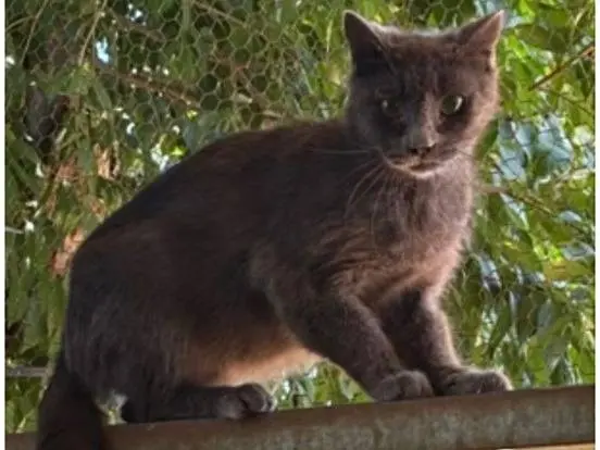 Adozione gatto, maschio, Razza sconosciuta Razza sconosciuta, 3 anni e 6 mesi, taglia non valida, Milano