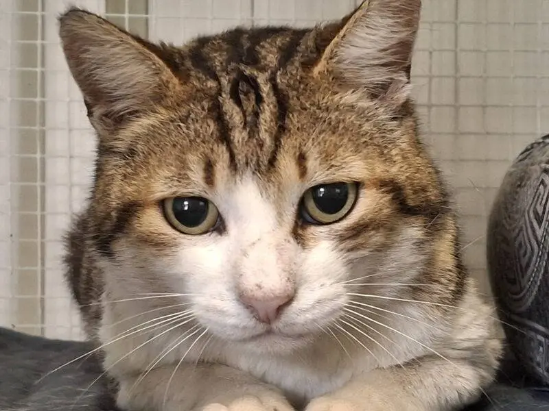 Adozione gatto, maschio, Razza sconosciuta Razza sconosciuta, 1 anno e 10 mesi, taglia non valida, Monza