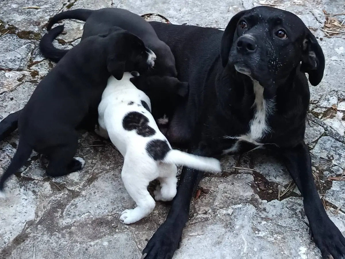 Adotta il cane Zefiro a Varese