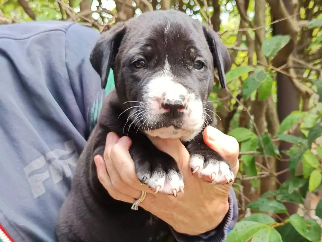 Vuoi adottare un cane a Varese?