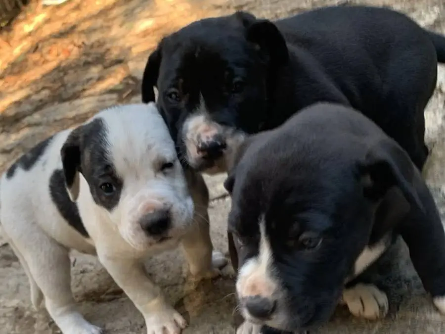 Adotta un cane, taglia grande, maschio, Varese