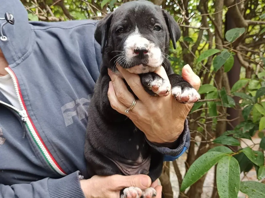 Adozione cane, maschio, Corso Razza sconosciuta, 1 mese, taglia grande, Varese