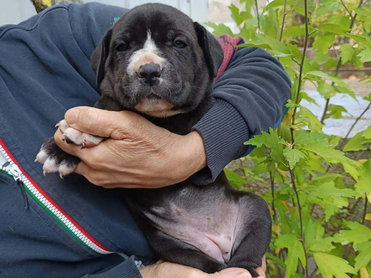 Adotta un cane, maschio, 1 mese, Varese