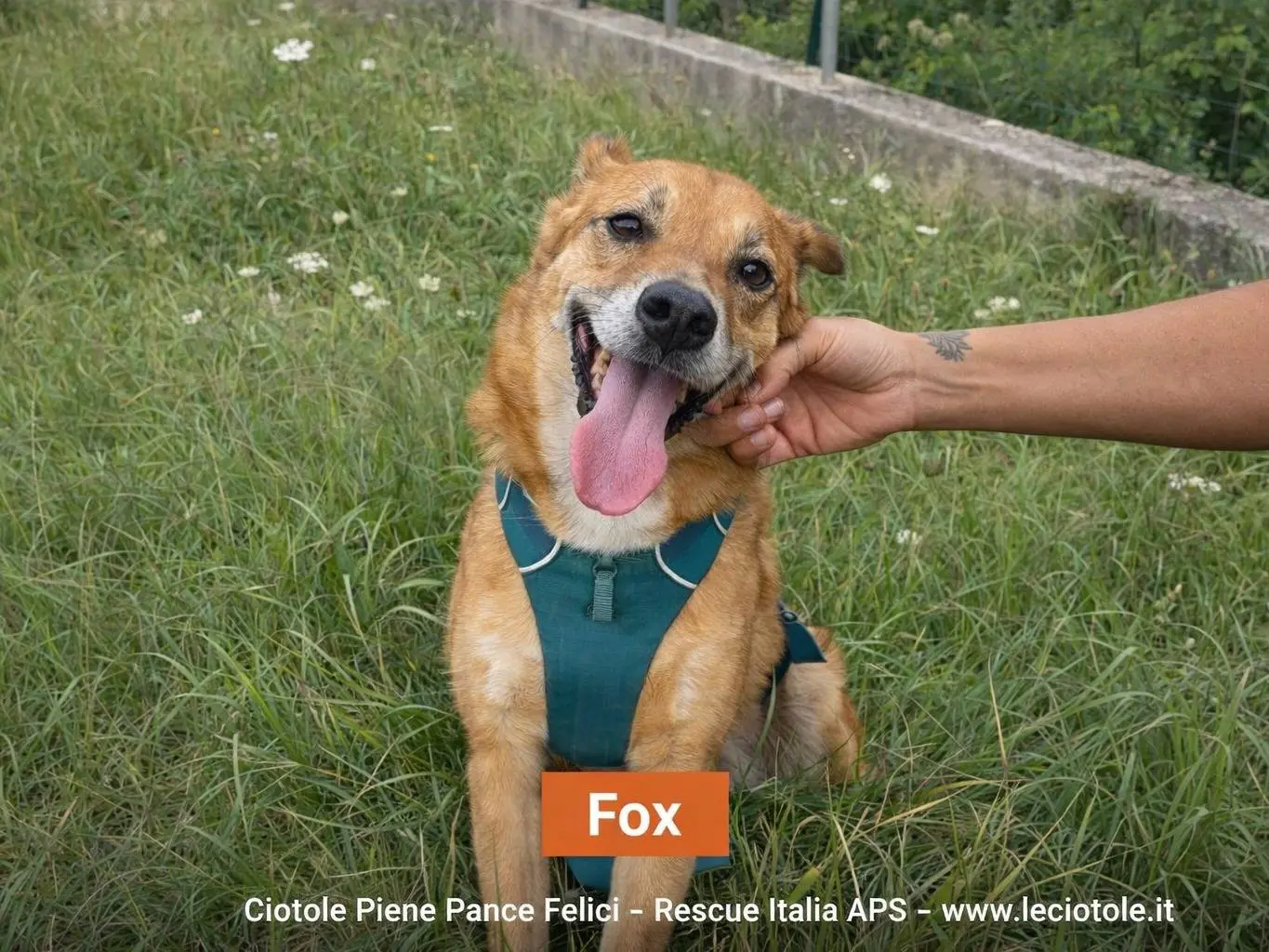 Adozione cane, maschio, Razza sconosciuta Razza sconosciuta, 11 anni e 3 mesi, taglia media, Avellino