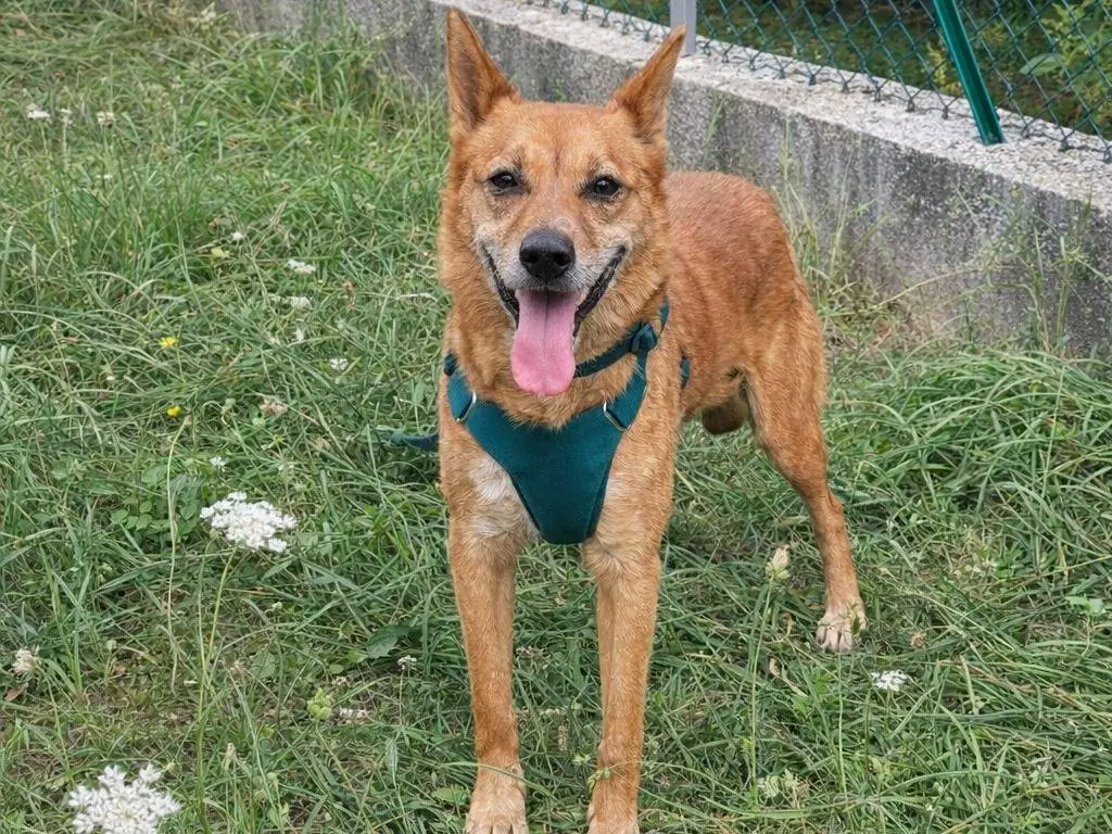Adotta un cane, maschio, 11 anni e 3 mesi, Avellino