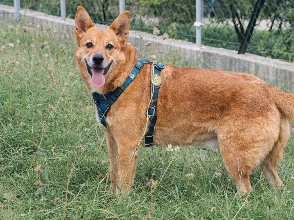 Adotta un cane, taglia media, maschio, Avellino