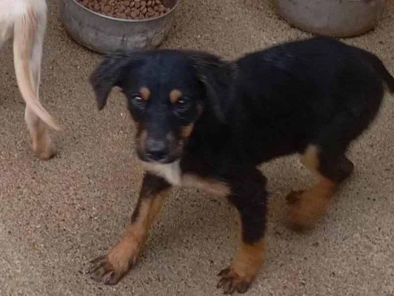 Adotta un cane, taglia media contenuta, femmina, Cosenza