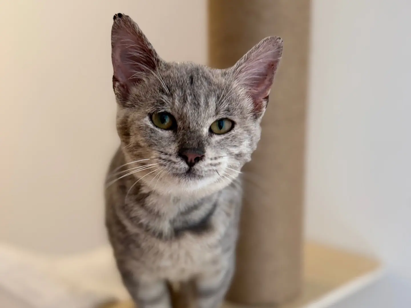 Adozione gatto, femmina, Razza sconosciuta Razza sconosciuta, 6 mesi, taglia non valida, Milano