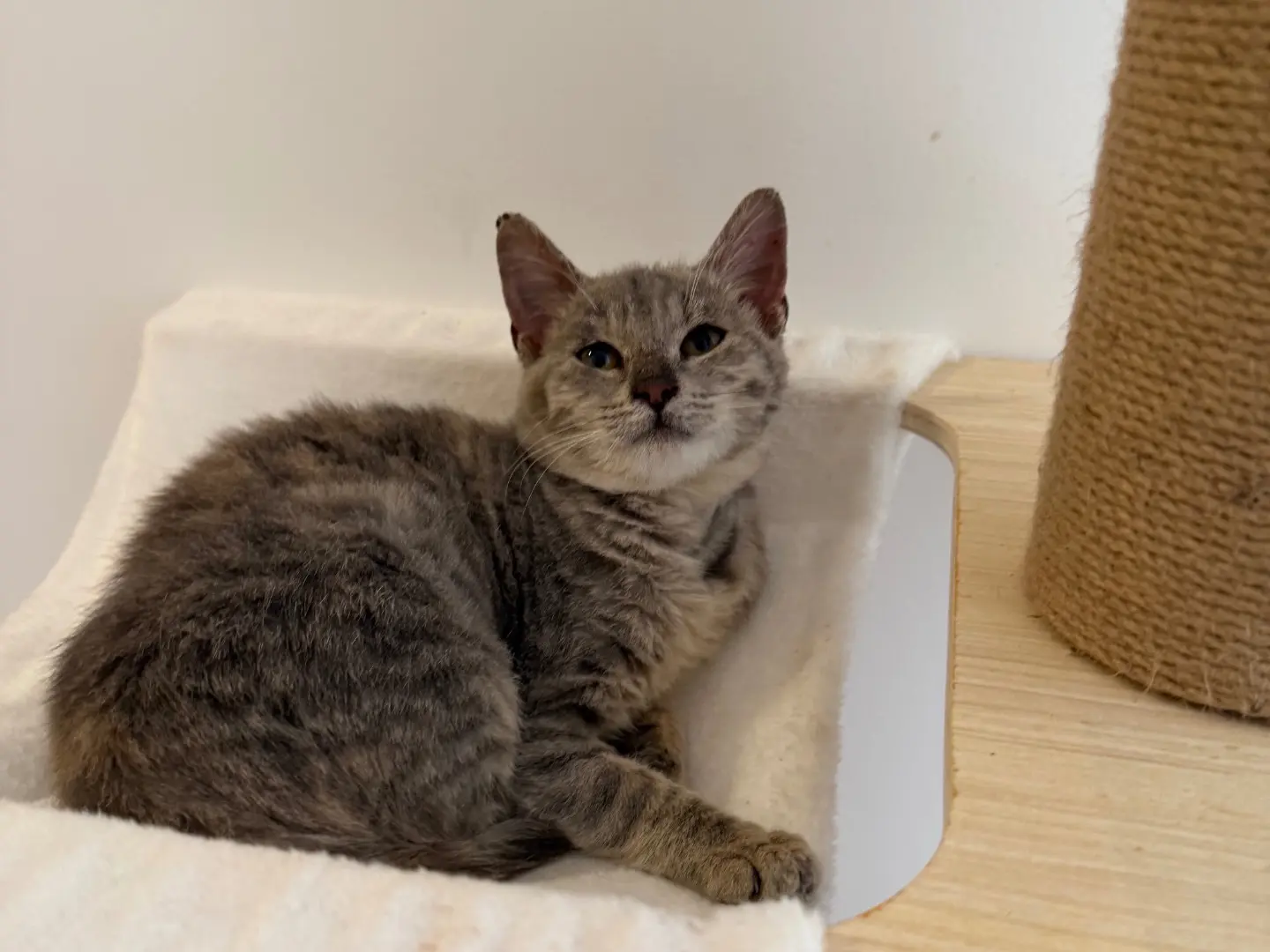 Adotta un gatto, femmina, 6 mesi, Milano