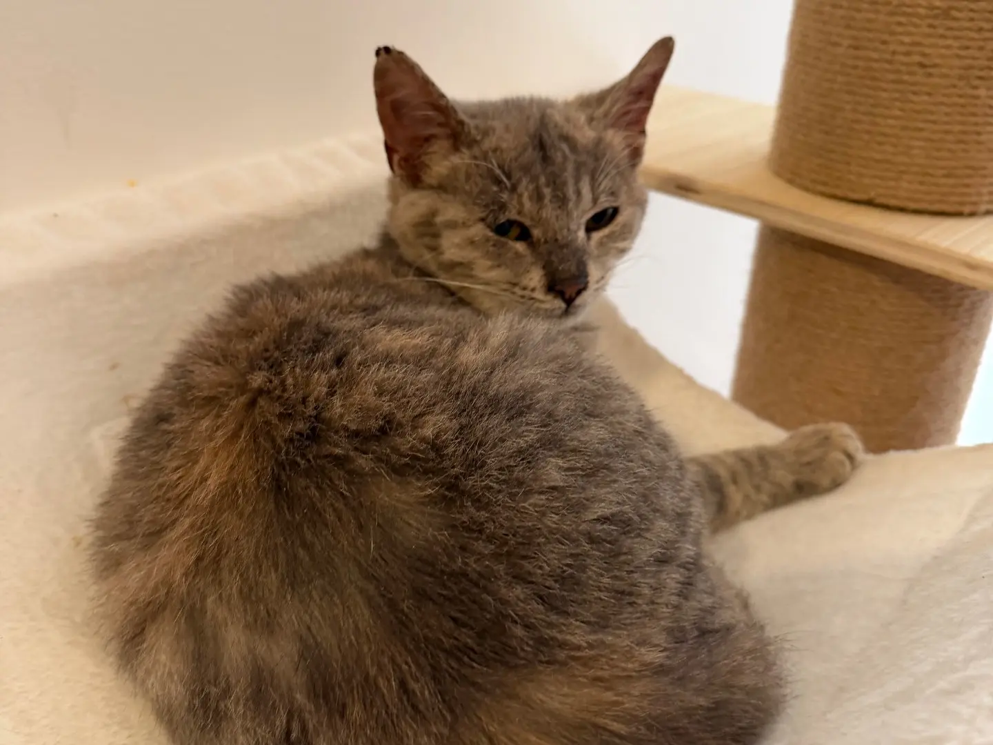 Adotta un gatto, taglia non valida, femmina, Milano
