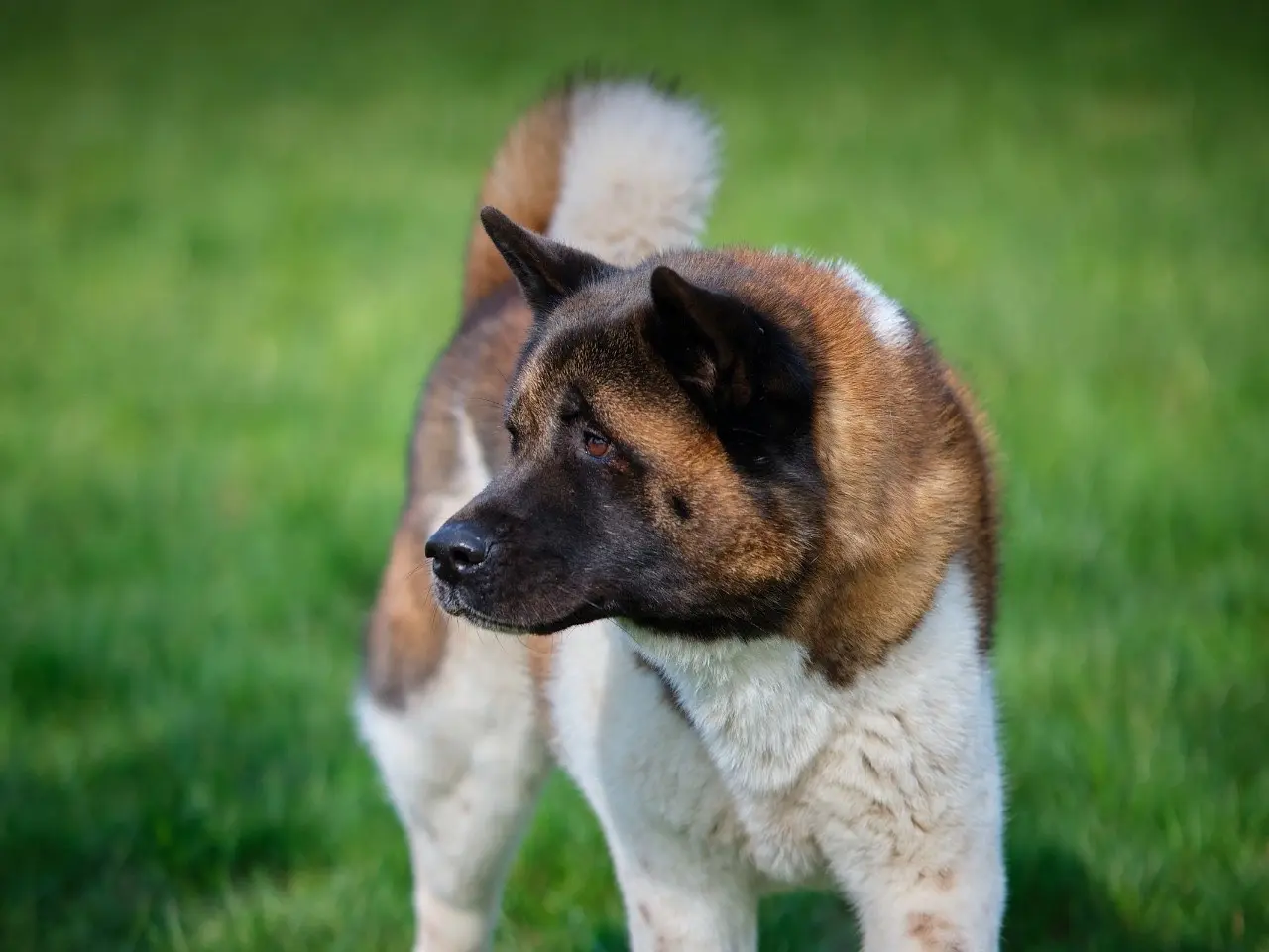 Vuoi adottare un cane a Modena?