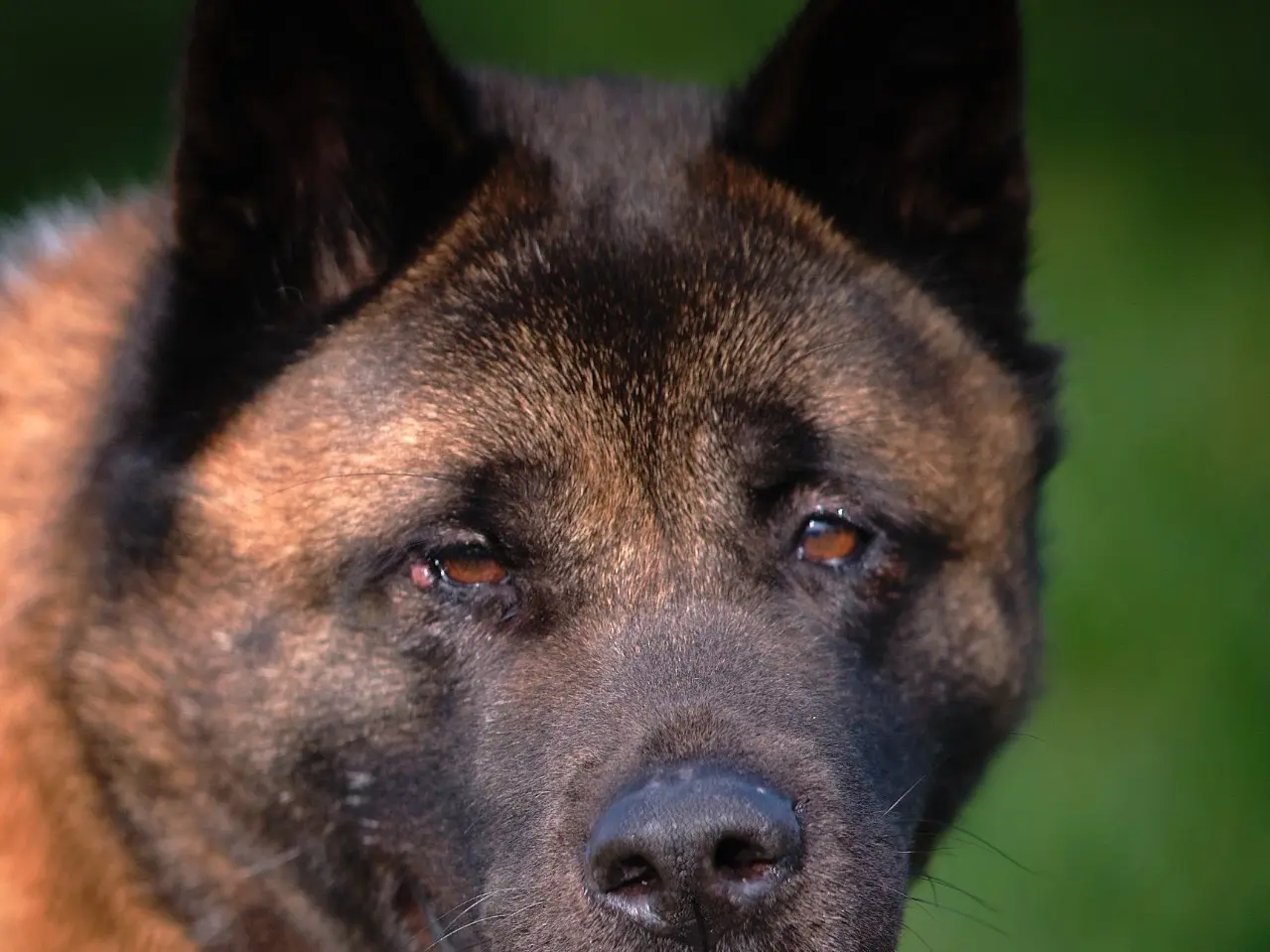 Adotta un cane, femmina, 8 anni e 3 mesi, Modena