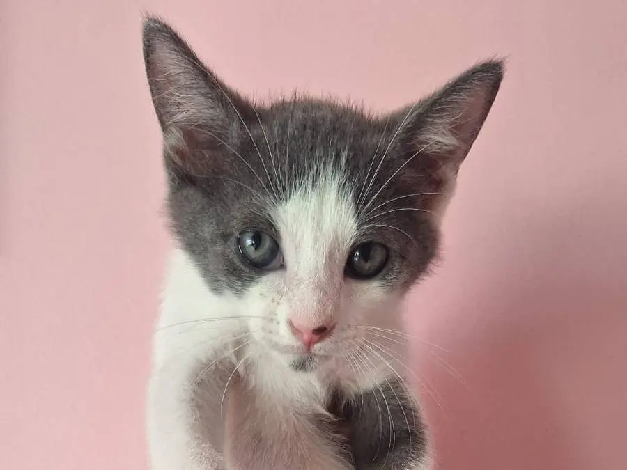Vuoi adottare un gatto a Teramo?