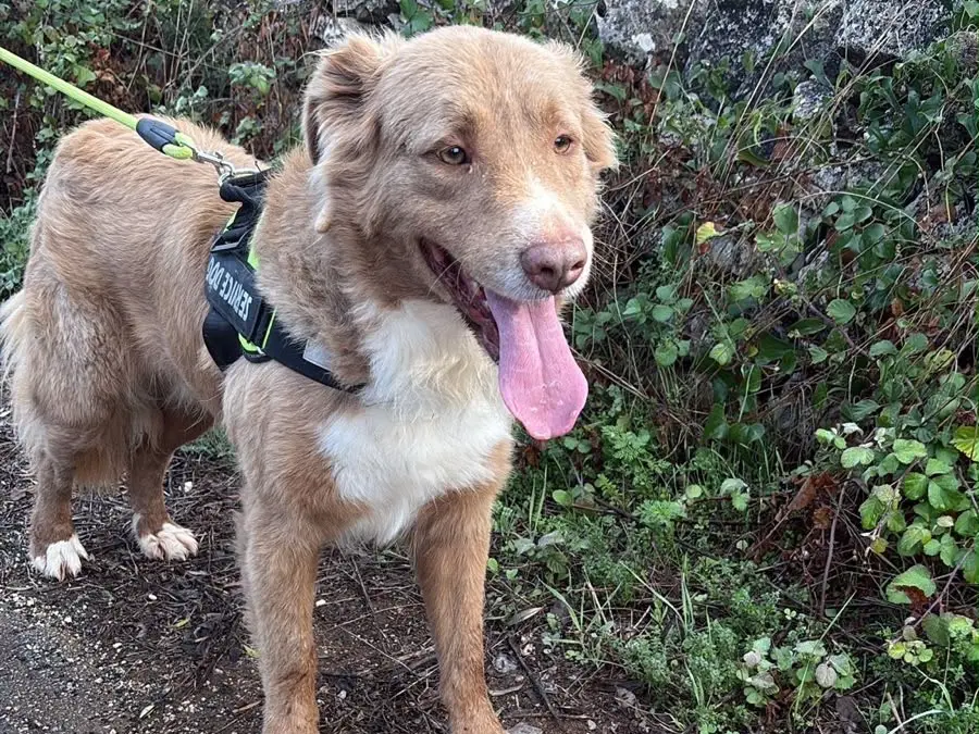 Adotta un cane, maschio, 5 anni e 4 mesi, Taranto